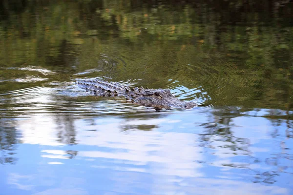 Αμερικανός Αλιγάτορας Alligator Mississippien Βυθισμένος Ένα Βάλτο Στα Έβεργκλεϊντς Της — Φωτογραφία Αρχείου