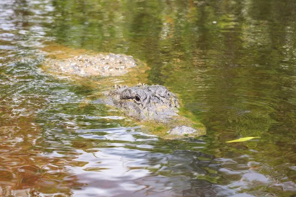 Amerikaanse Alligator Alligator Mississippien Ondergedompeld Een Moeras Everglades Van Florida — Stockfoto