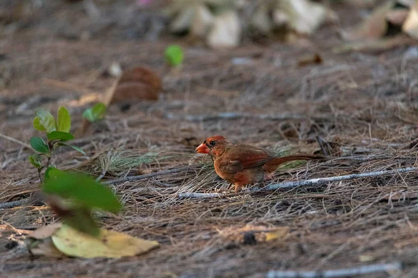 Forrageamento Juvenil Macho Cardeal Vermelho Cardinalis Cardinalis Pássaro Como Ele — Fotografia de Stock