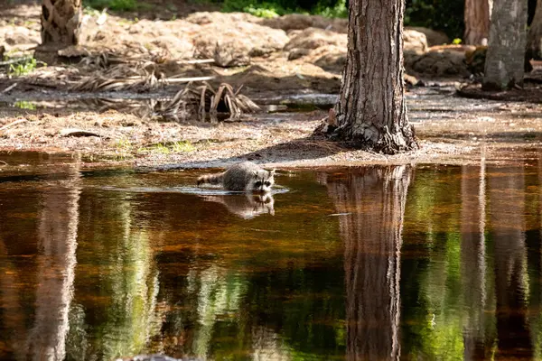 Junger Waschbär Procyon Lotor Auf Nahrungssuche Einem Sumpfteich Naples Florida — Stockfoto