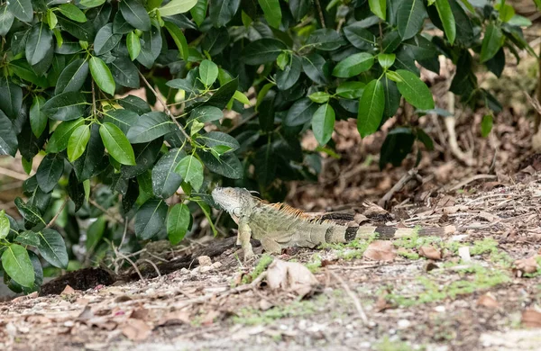 フロリダ州マイアミの岩の上にイグアナイグアナとしても知られる緑のイグアナ — ストック写真