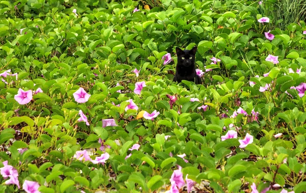 Zwarte Kat Ontspant Het Strand Het Midden Van Paarse Bloemen — Stockfoto