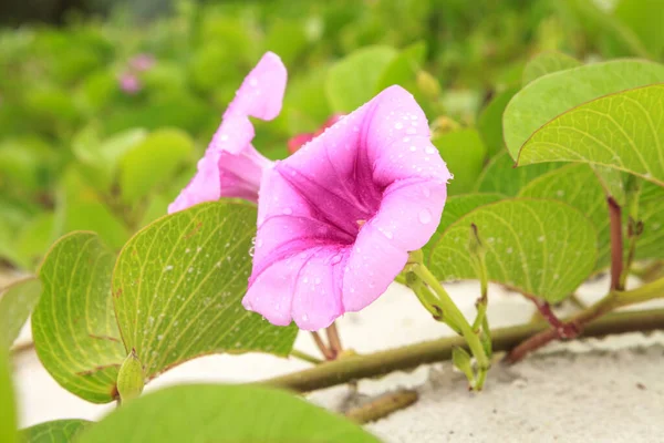 フロリダ州の鉄道ブドウの紫色の花のクラスター — ストック写真