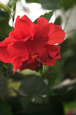 Florida, Napoli 'de kırmızı bukleli çiçek açtı..