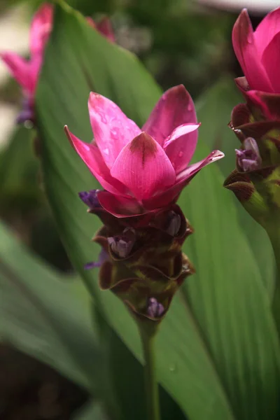 Flor Gengibre Surpresa Indiana Rosa Brilhante Curcuma Alismatifolia Floresce Jardim — Fotografia de Stock