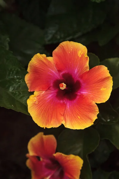 Oranje Rode Fiesta Hibiscus Bloem Bloeit Een Napels Florida Tuin — Stockfoto