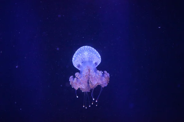 Australian spotted jelly, Phyllorhiza punctata, is also known as the floating bell — Stock Photo, Image