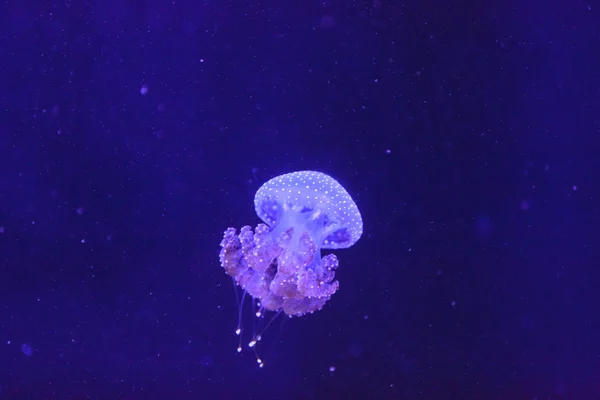 Australian spotted jelly, Phyllorhiza punctata, is also known as the floating bell — Stock Photo, Image