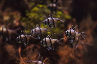 Banggai Kardinaller, Pterapogon kauderni