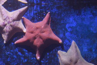 Yarasa denizyıldızı, Asterina miniata, duvara tutunur