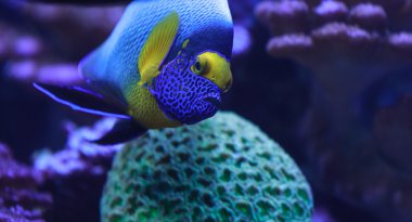 Bluefaced melek balığı, Pomacanthus xanthometopon, tropik resif bulunabilir