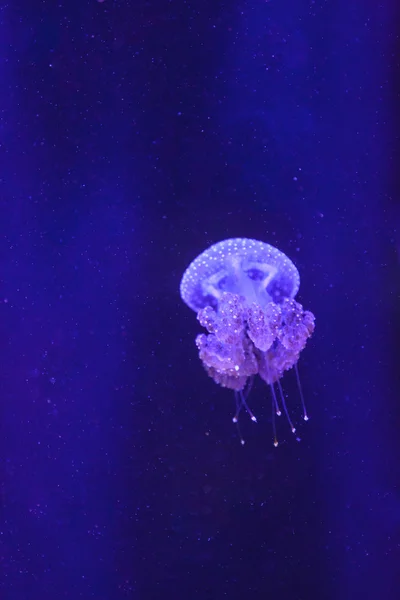 Australian spotted jelly, Phyllorhiza punctata — Stock Photo, Image