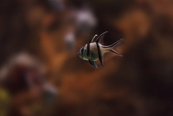 Кардинальная рыба Банггаи, Pterapogon kauderni — стоковое фото