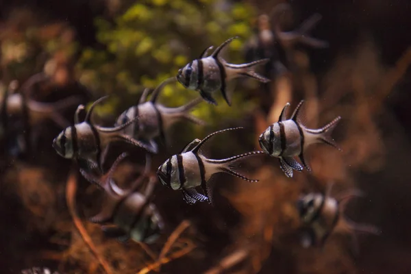 Banggai Apogonidae, Pterapogon kauderni — Fotografia de Stock