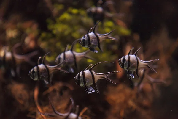 Banggai Apogonidae, Pterapogon kauderni — Fotografia de Stock