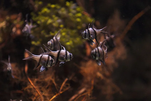 Banggai piżamka, Pterapogon kauderni — Zdjęcie stockowe