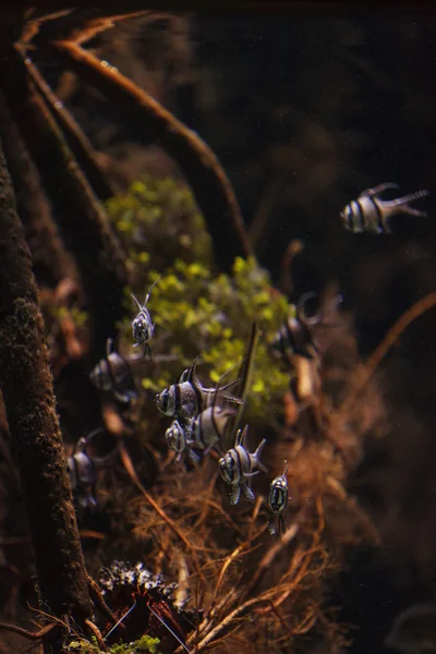 Banggai cardinalfish, Pterapogon kauderni, é um peixe tropical preto e branco — Fotografia de Stock