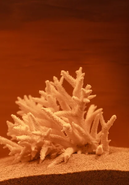 Decoración de coral blanqueado — Foto de Stock