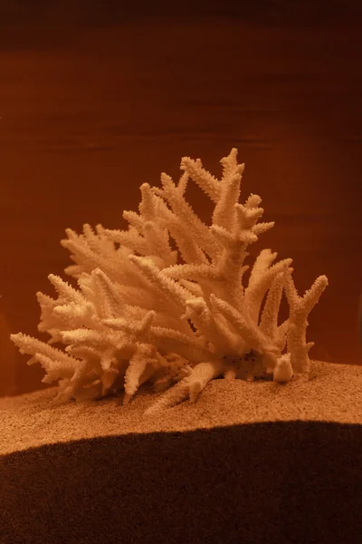 Decoración de coral blanqueado — Foto de Stock