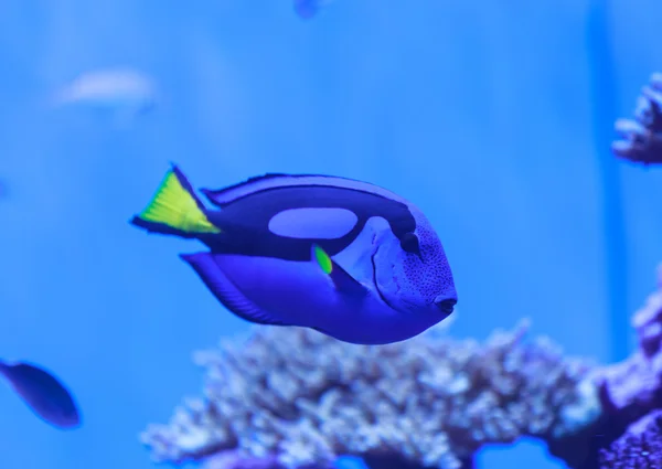 Палітра танг риби, Паракантур гепатус, також називається королівським блакитним тангом. — стокове фото