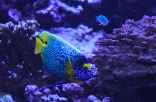 Le poisson-ange à face bleue, Pomacanthus xanthometopon, se trouve le long du récif tropical — Photo