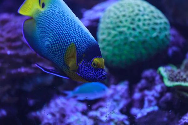 Peixe-anjo-rabilho, Pomacanthus xanthometopon, pode ser encontrado ao longo do recife tropical — Fotografia de Stock