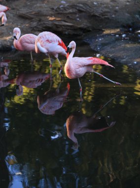 Şili flamingo, Phoenicopterus chilensis