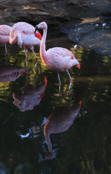 Flamingo chileno, Phoenicopterus chilensis — Fotografia de Stock