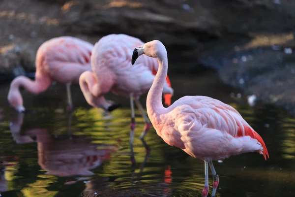 Şili flamingo, Phoenicopterus chilensis