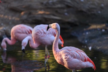 Şili flamingo, Phoenicopterus chilensis