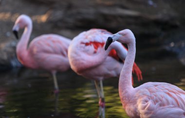 Şili flamingo, Phoenicopterus chilensis