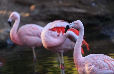 Şili flamingo, Phoenicopterus chilensis