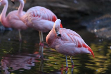 Şili flamingo, Phoenicopterus chilensis