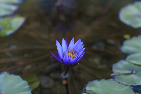 Blue star water lily, Nymphaea nochali — Stock Photo, Image