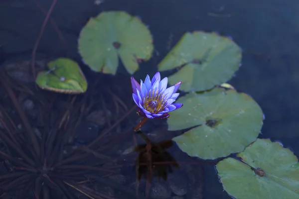 Lírio-de-água-estrela-azul, Nymphaea nochali — Fotografia de Stock