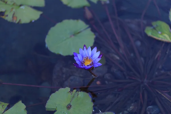 Lírio-de-água-estrela-azul, Nymphaea nochali — Fotografia de Stock