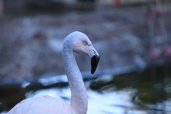 Chilensk flamingo, Phoenicopterus chilensis – stockfoto