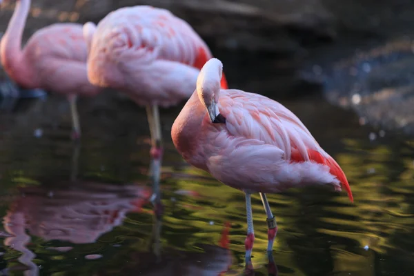 Chileense flamingo, Phoenicopterus chilensis — Stockfoto