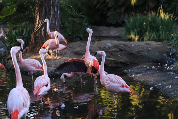 Chileense flamingo, Phoenicopterus chilensis — Stockfoto