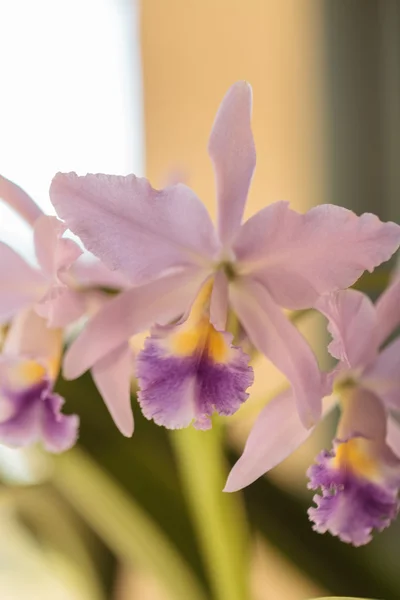 Fioriture di fiori di orchidea di Cattleya — Foto Stock