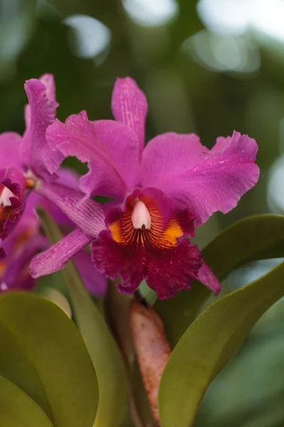 Flor de orquídea Cattleya florece — Foto de Stock