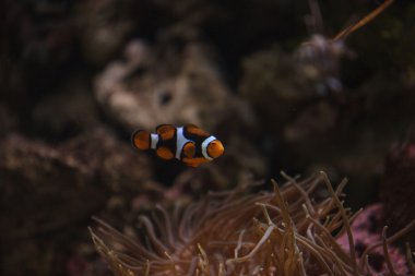 Palyaço balığı, Amphiprioninae, yüzer