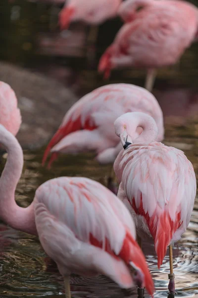 Flamenco chileno, Phoenicopterus —  Fotos de Stock