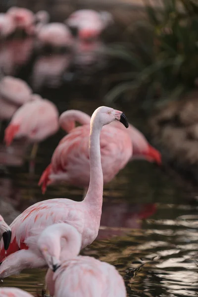 Flamenco chileno, Phoenicopterus —  Fotos de Stock