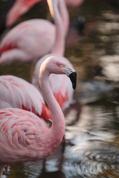 Flamingo chileno, Phoenicopterus — Fotografia de Stock