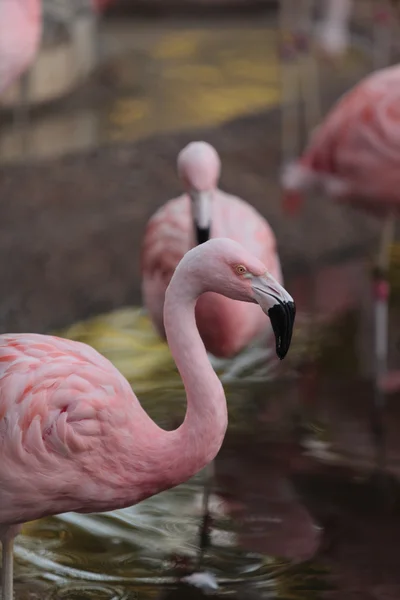 Фламинго Чили, Phoenicopterus — стоковое фото