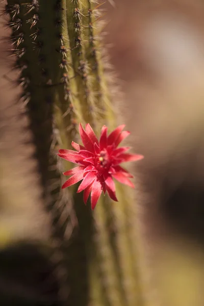 Cleistocactus samaipatanus kaktusz — Stock Fotó