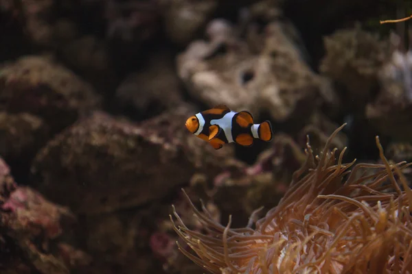 Pesce pagliaccio, Amphiprioninae, nuotate — Foto Stock