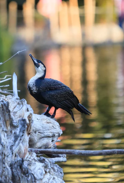 Doppelhaubenkormoran — Stockfoto