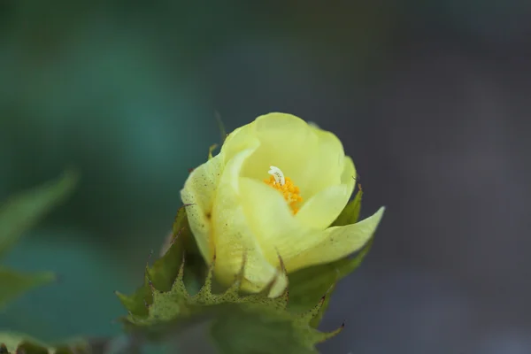 Cotone albero, Gossypium — Foto Stock